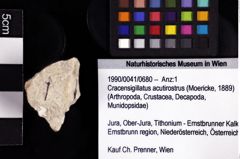 Foto (Objket + Etiketten) von Cracensigillatus acutirostrus (Moericke, 1889) 